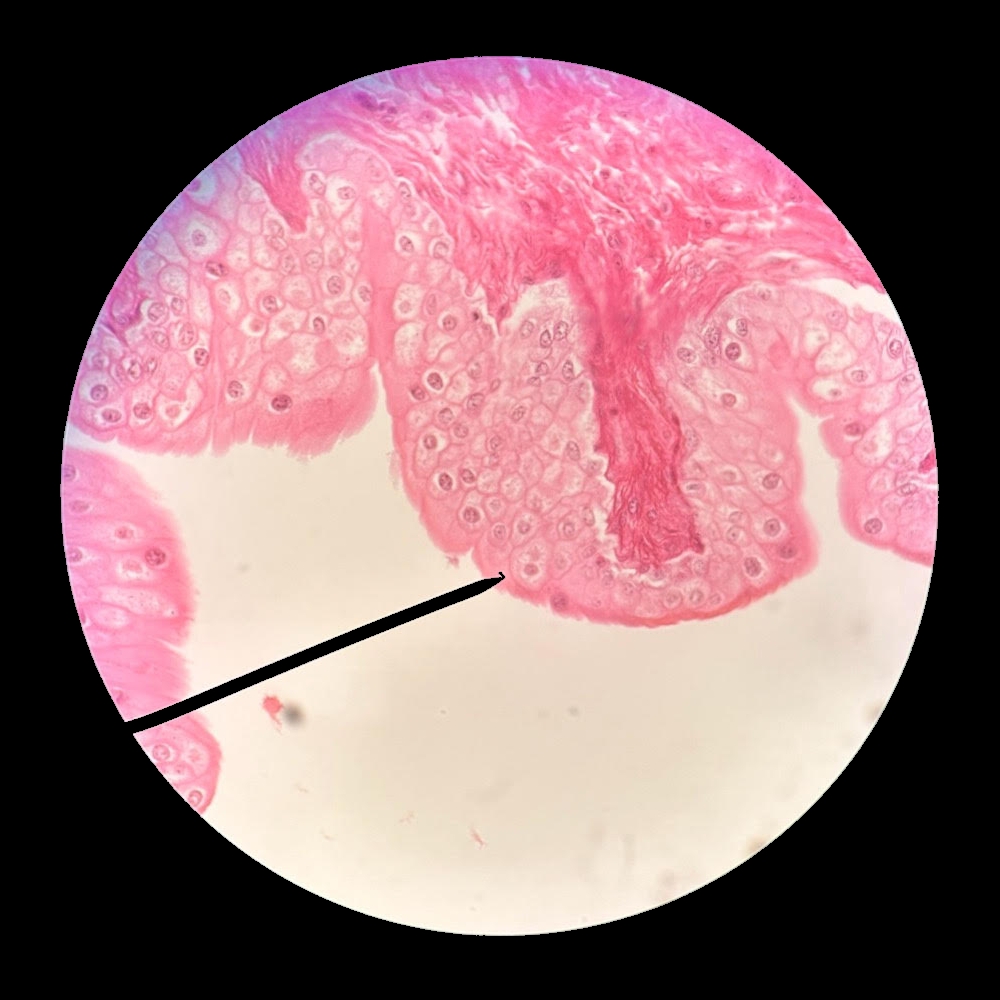 human tissue under microscope