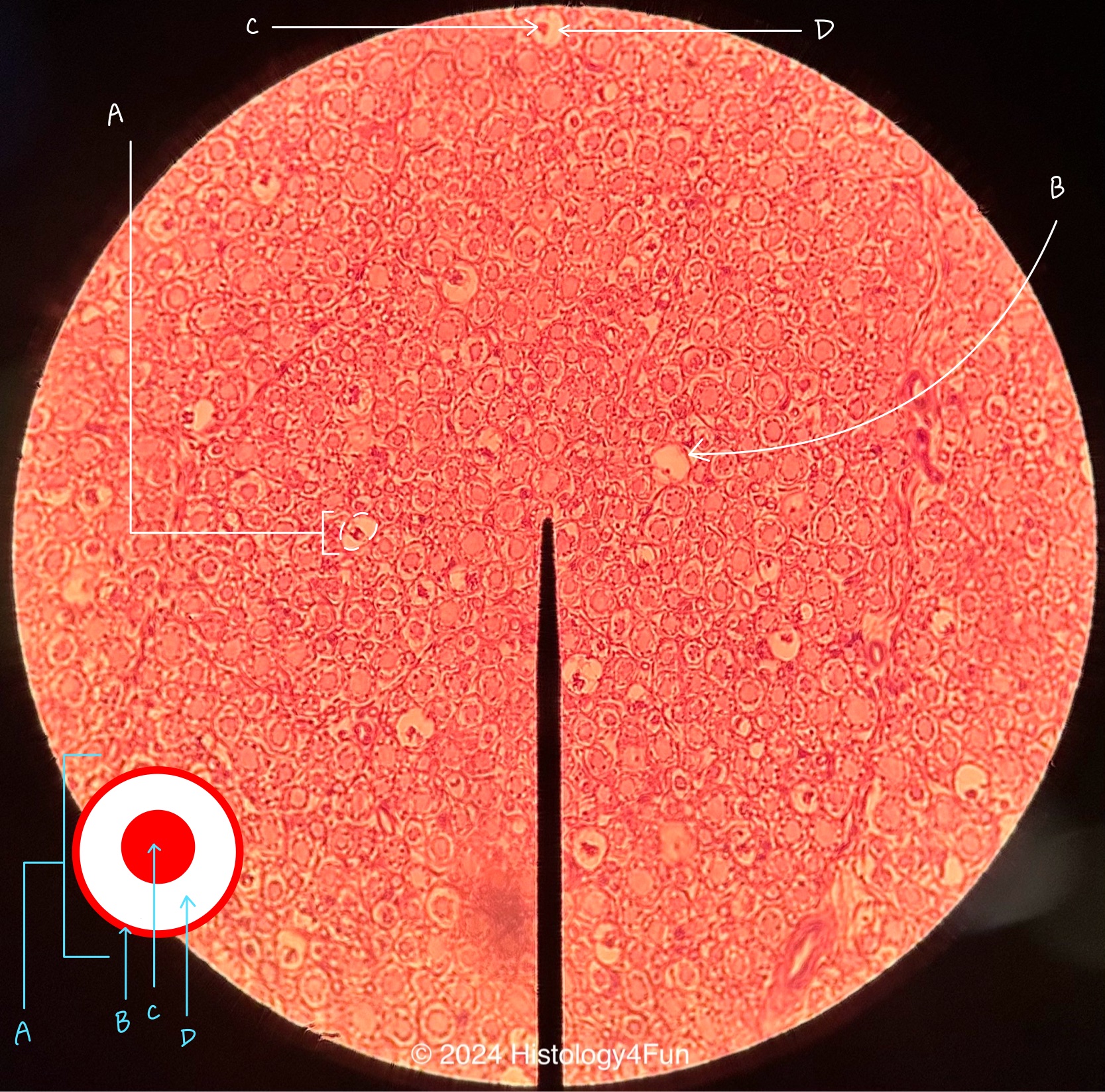 Peripheral Nerve Longitudinal View 40x 