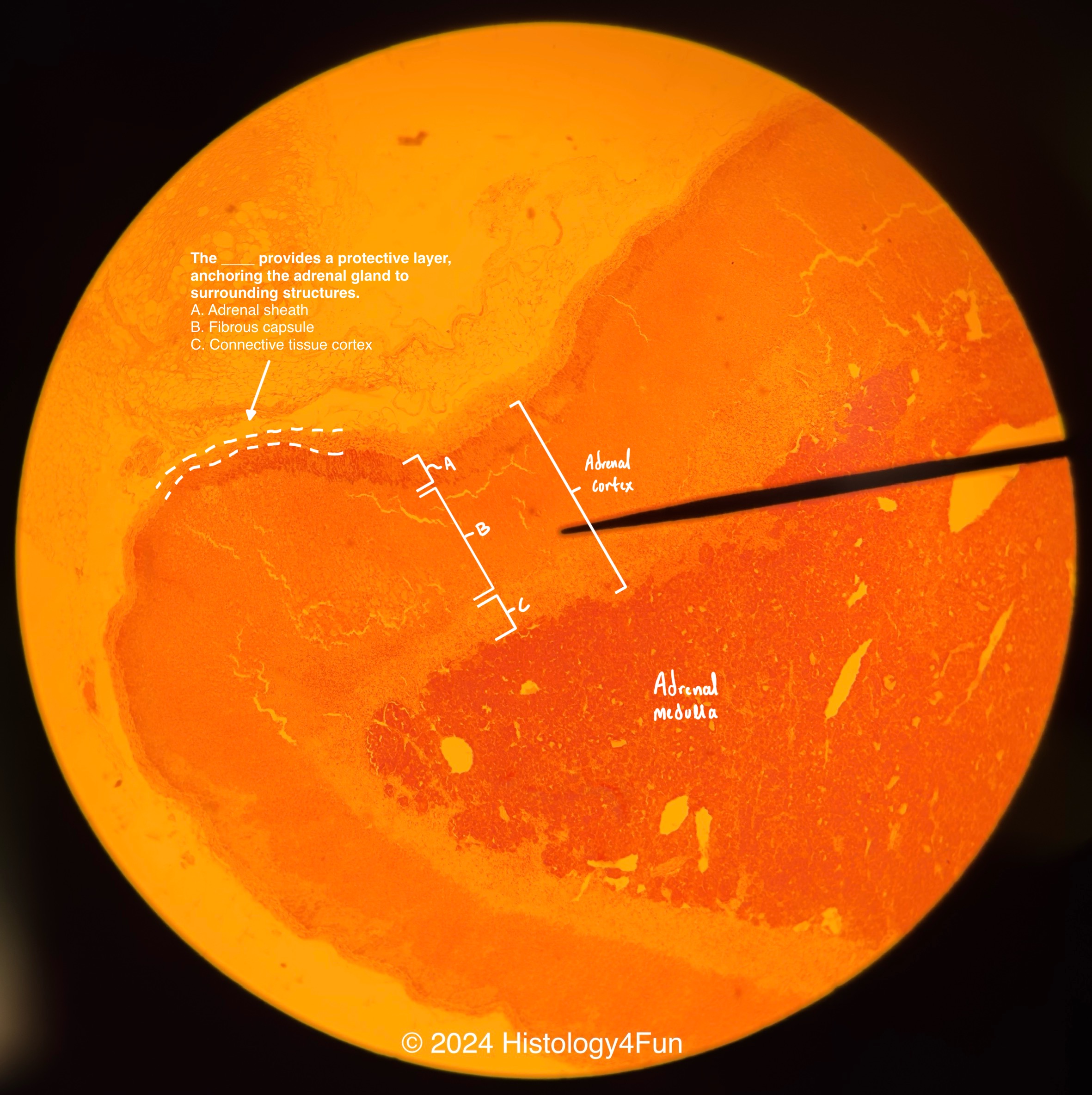 Adrenal Gland 20x