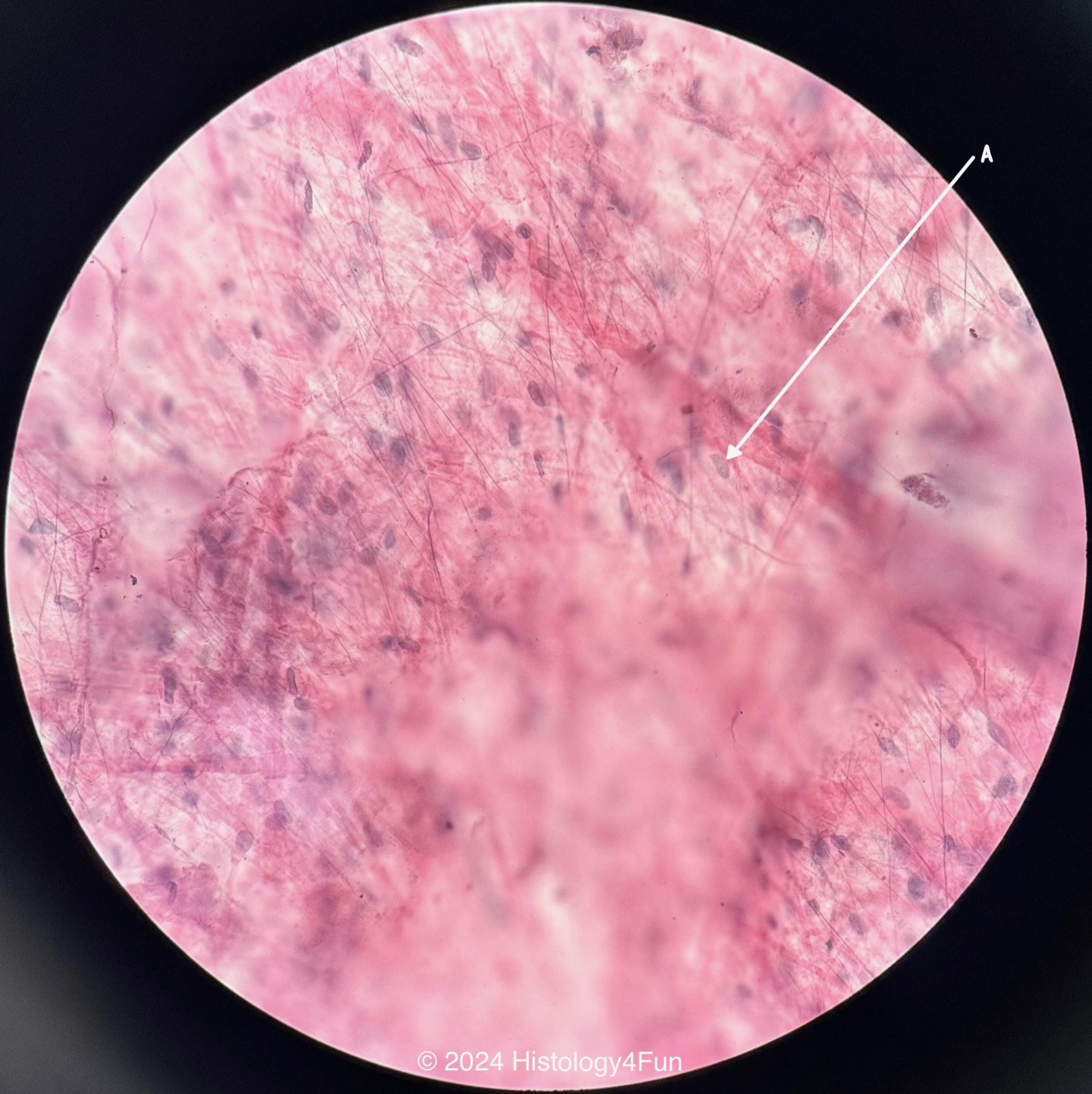 Areolar Tissue