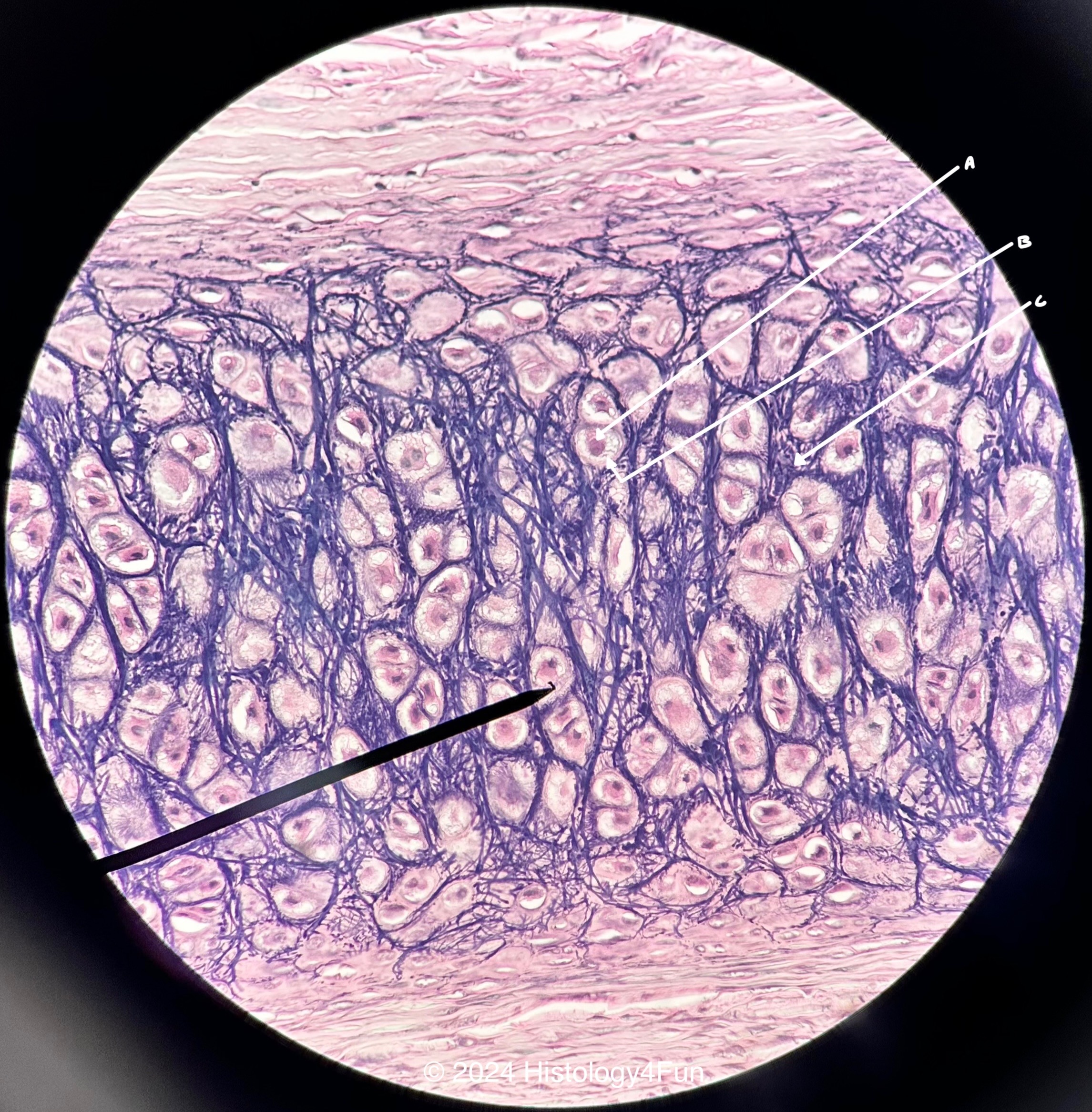 Elastic Cartilage 