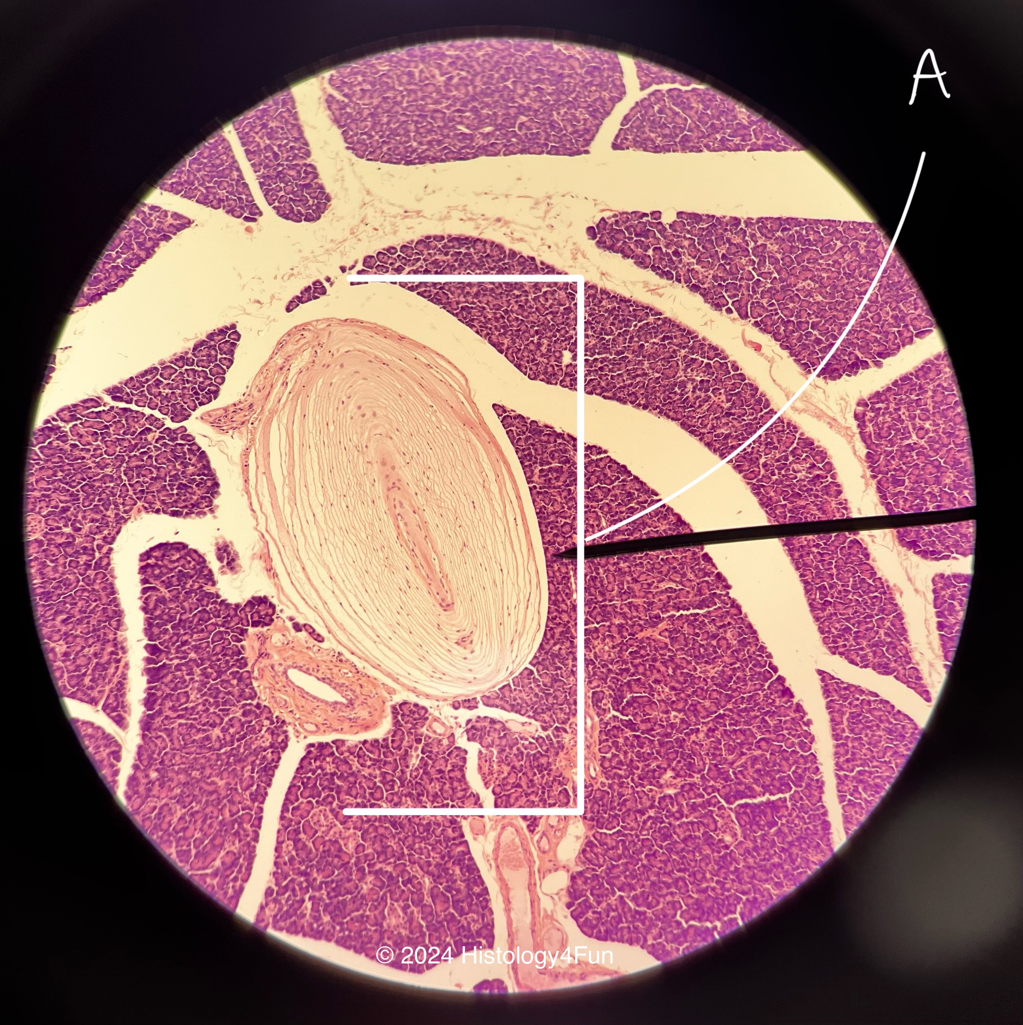 Pacinian Corpuscle 