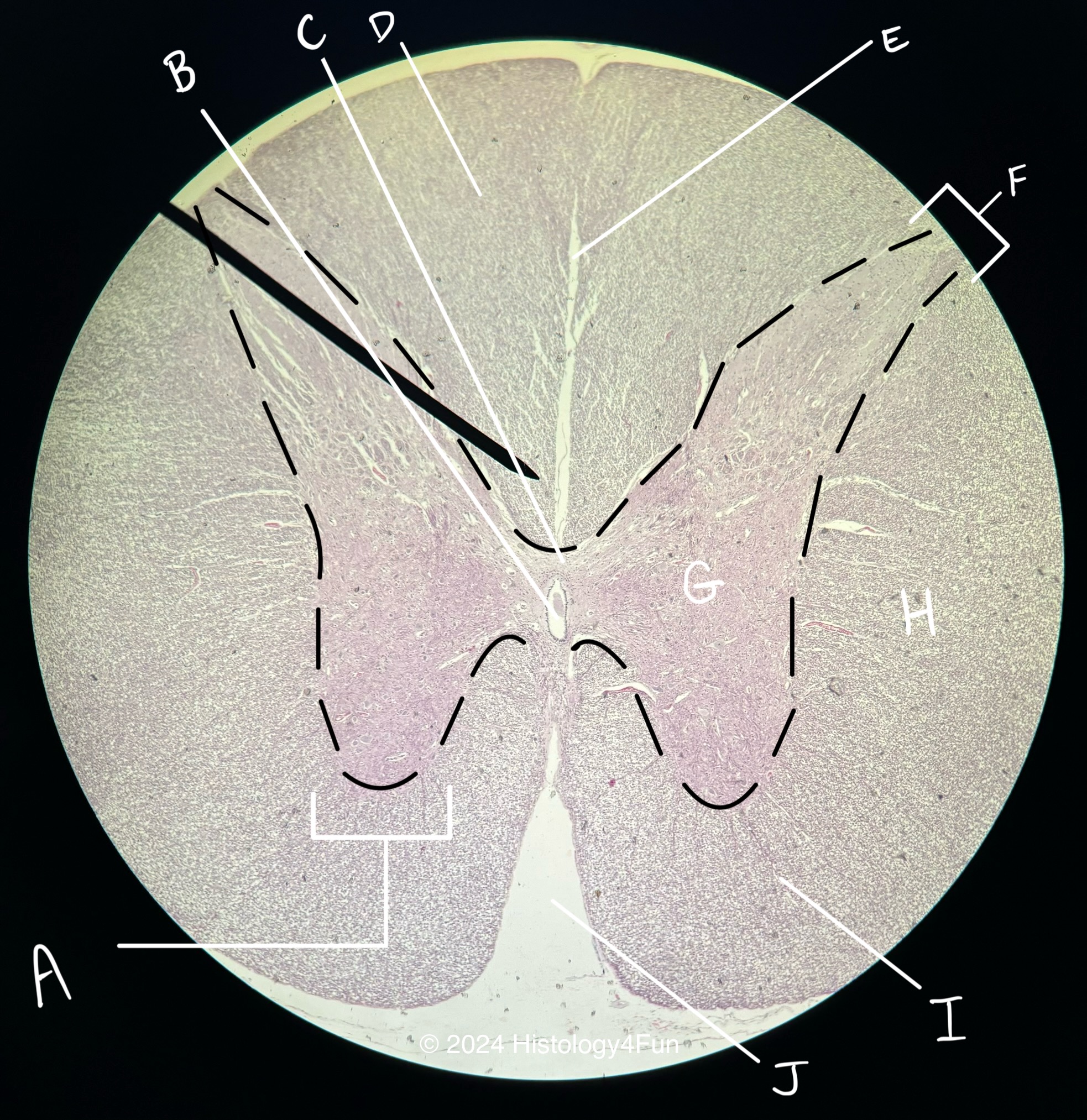 Spinal Cord 