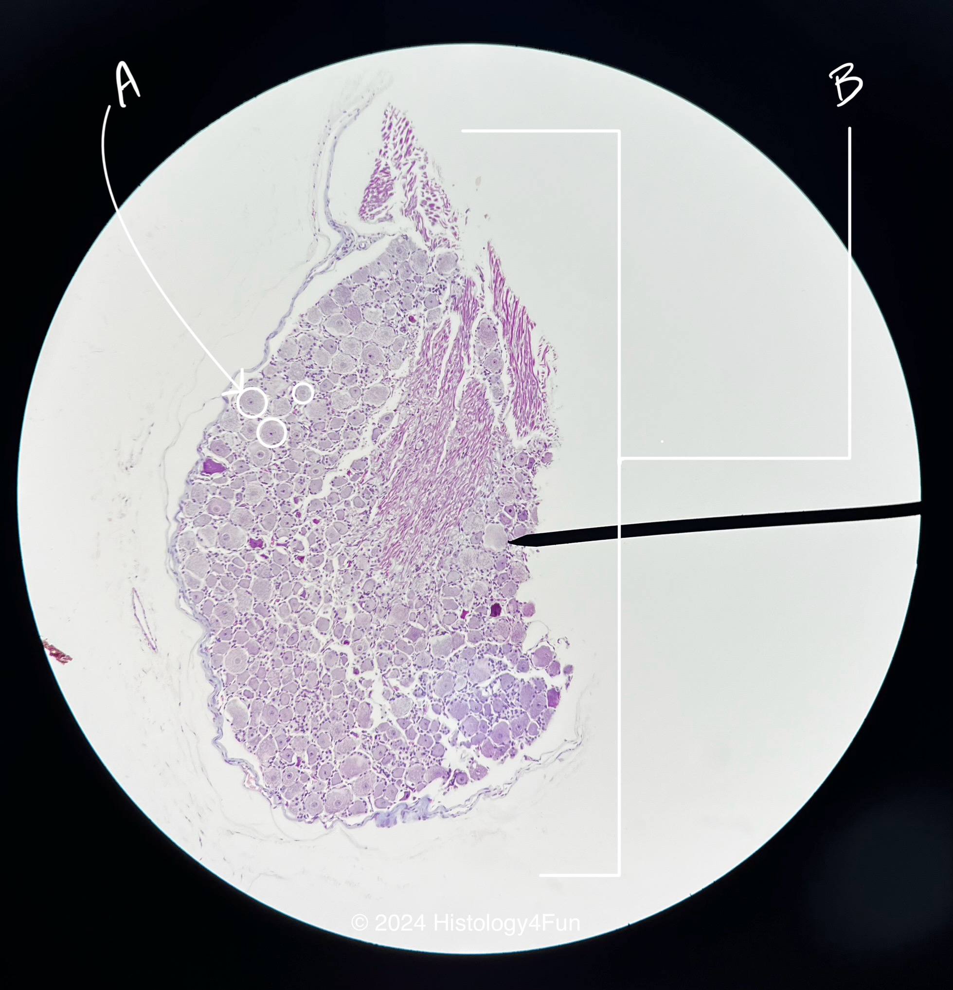 Dorsal Root Ganglion 20x 