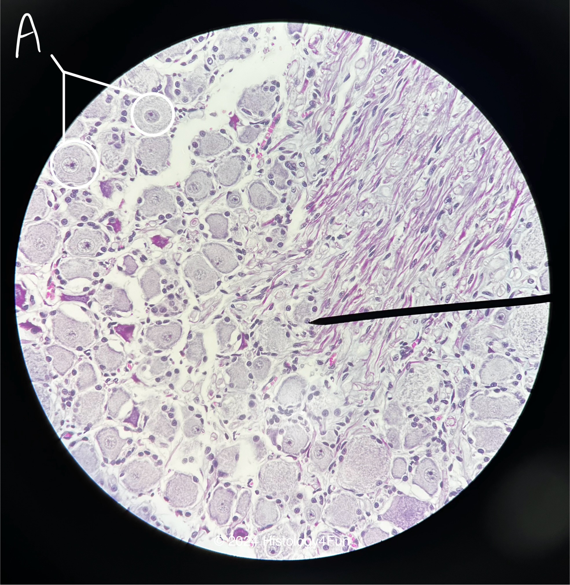 Dorsal Root Ganglion 40x 