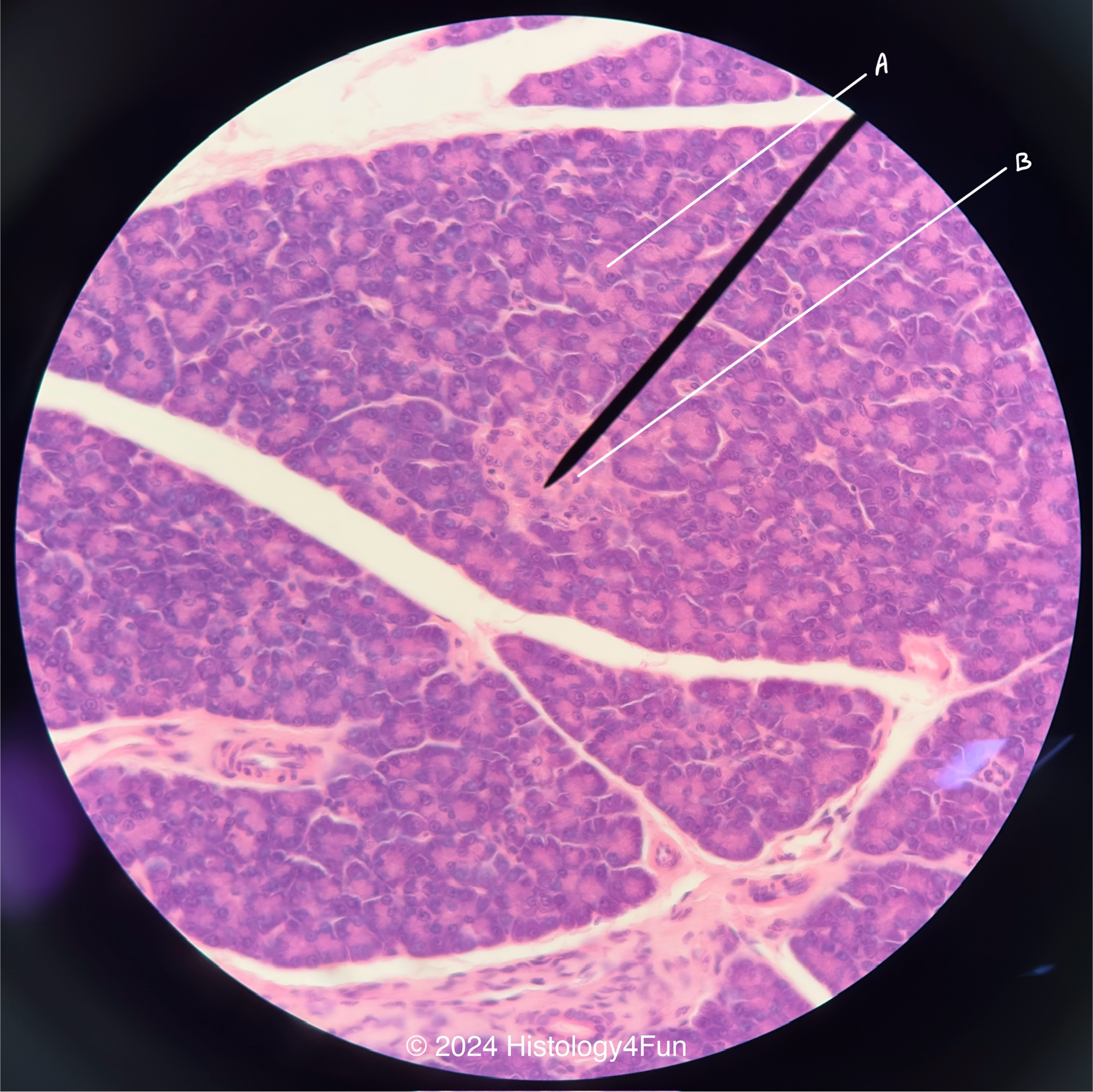 Pancreas (40x) 