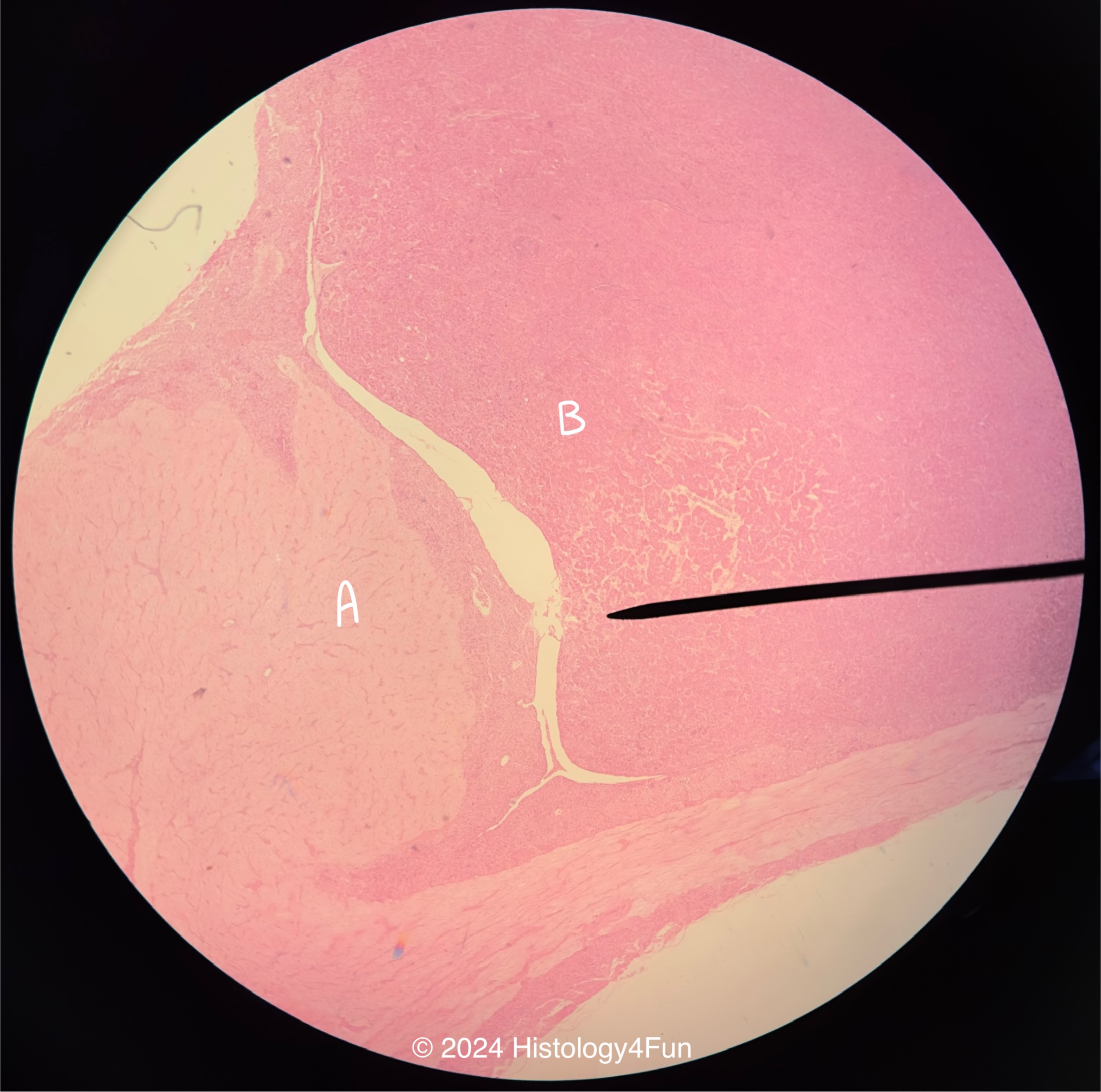 Pituitary Gland