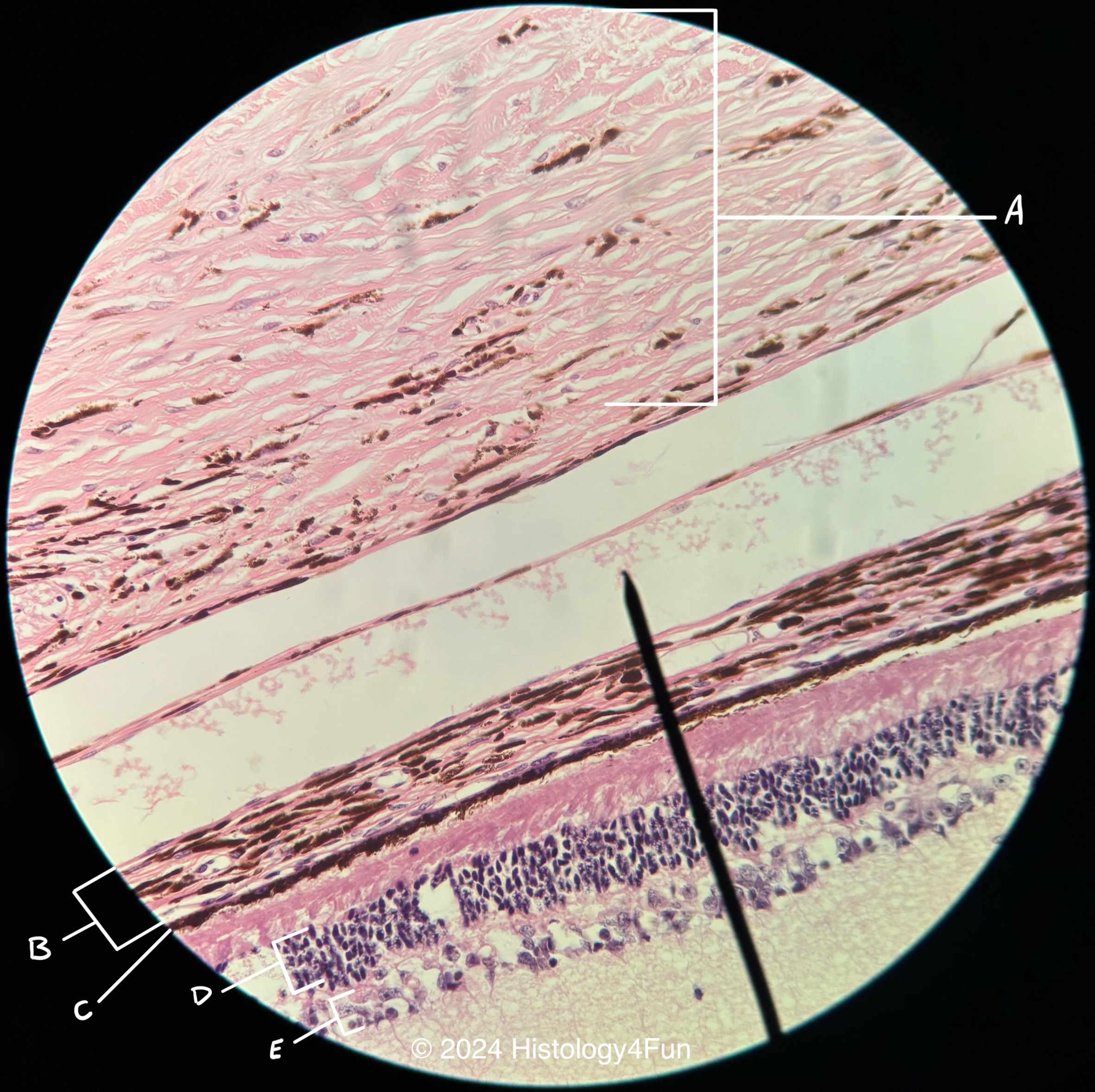 Retina 40x Magnification (ganglionic layer omitted)