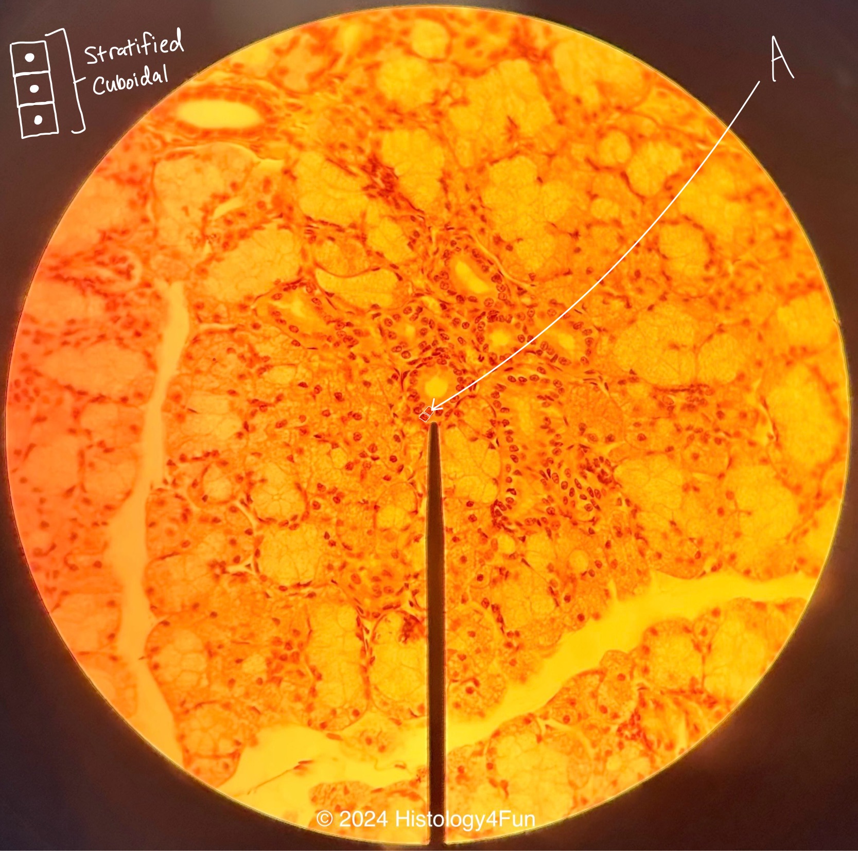 Stratified Cuboidal Epithelium