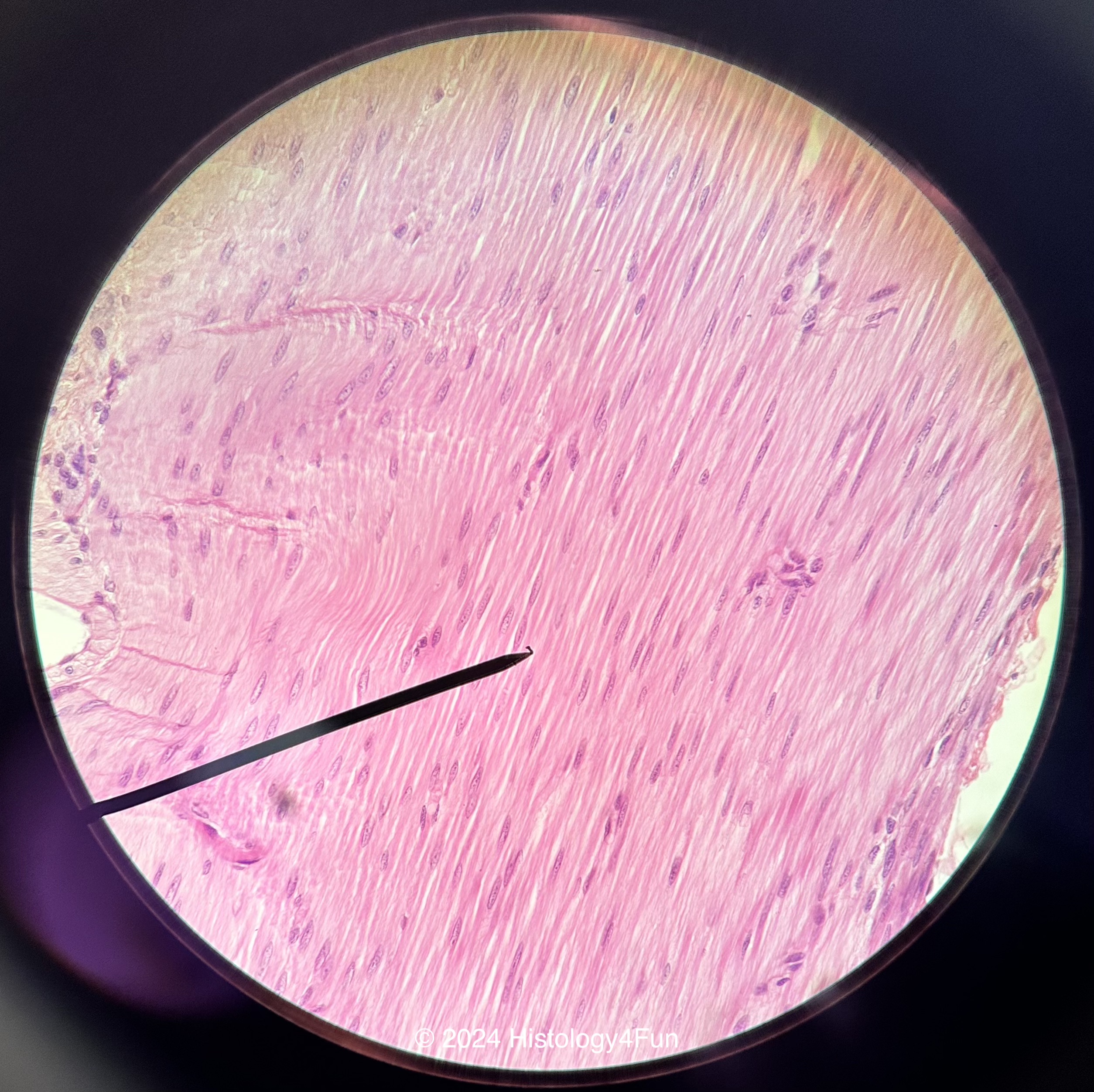 Smooth Muscle