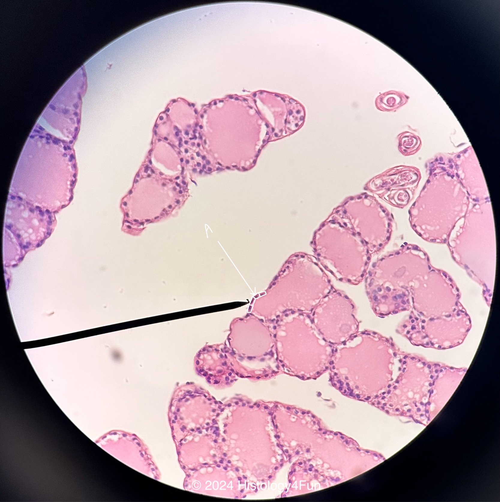 Simple Cuboidal Epithelium 