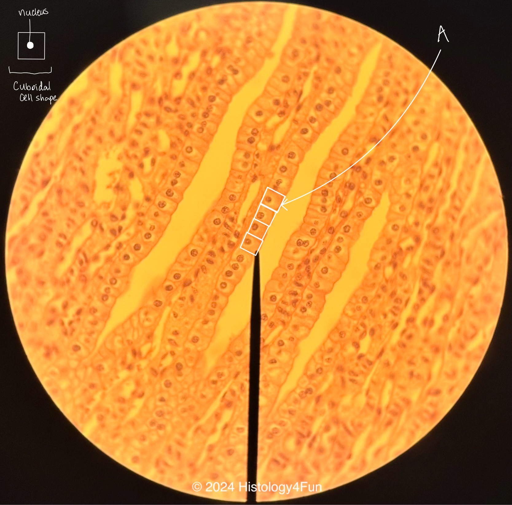 Simple Cuboidal Epithelium 