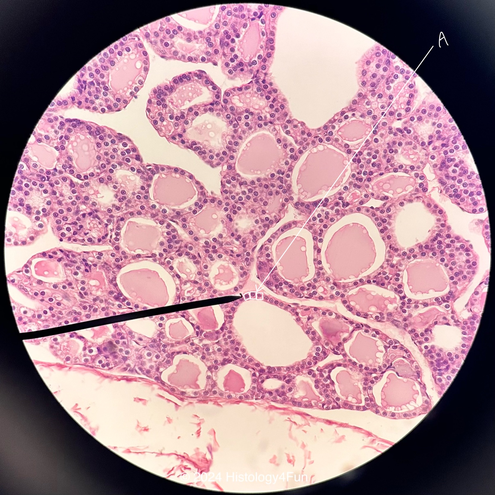 Simple Cuboidal Epithelium 